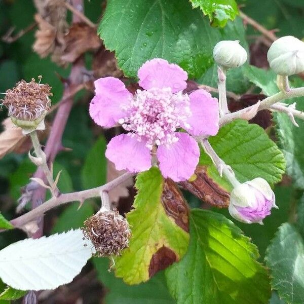 Rubus ulmifolius Blüte