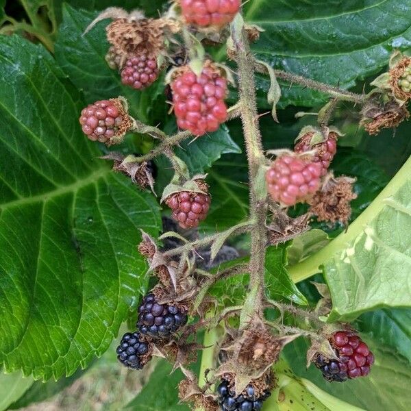 Rubus schleicheri Fruit
