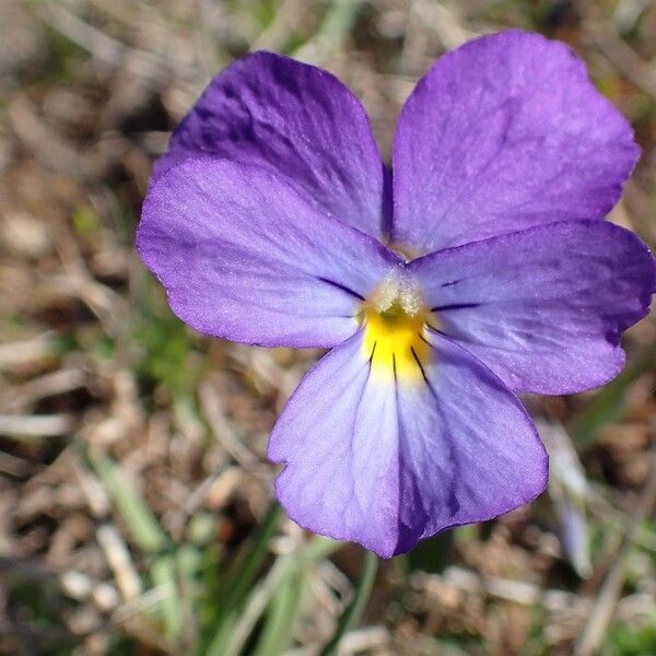 Viola calcarata Çiçek