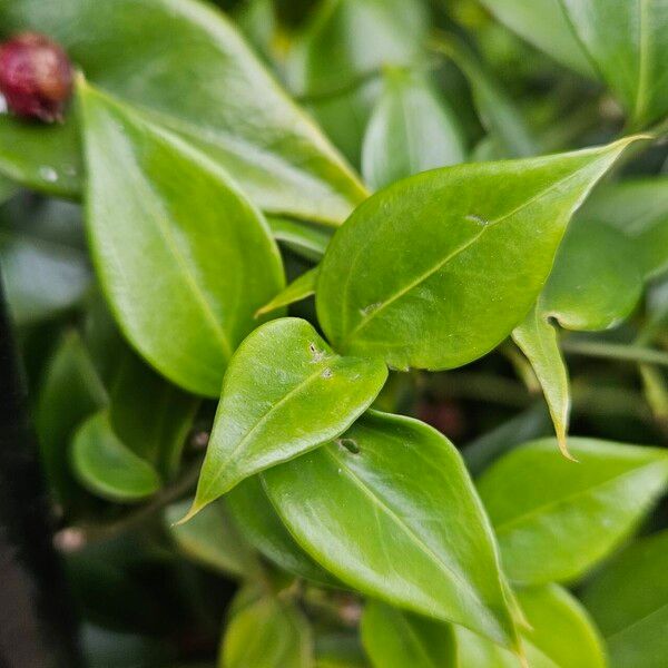 Sarcococca confusa Levél