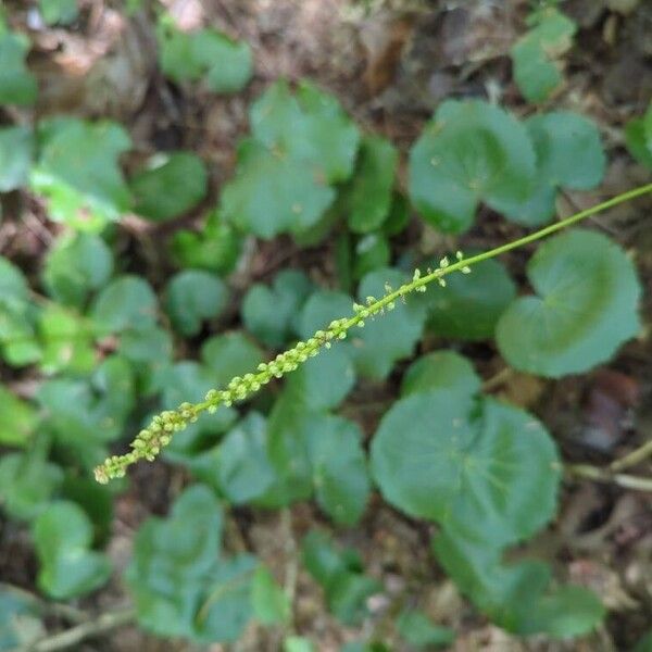 Galax urceolata Flower