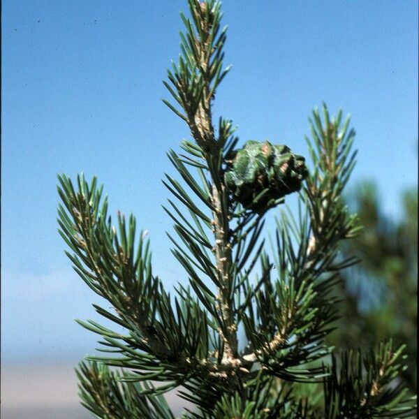 Pinus edulis Fruct