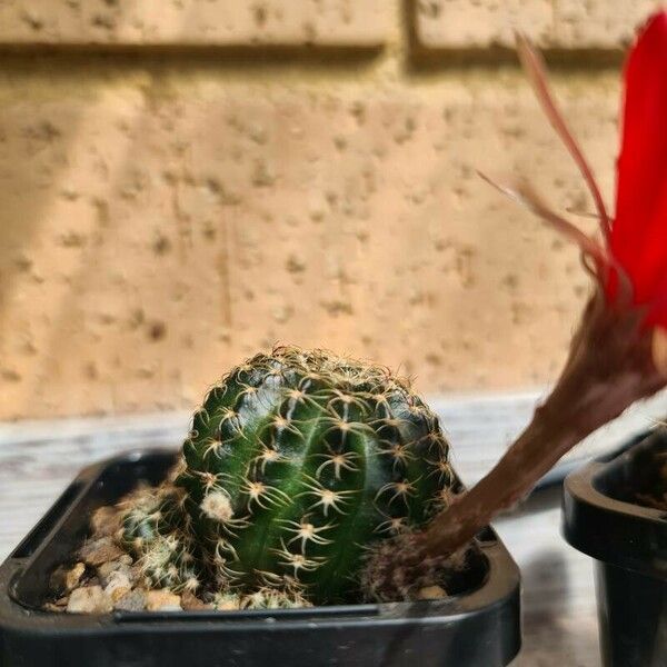 Lobivia arachnacantha Leaf