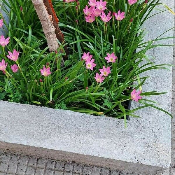 Zephyranthes rosea 花