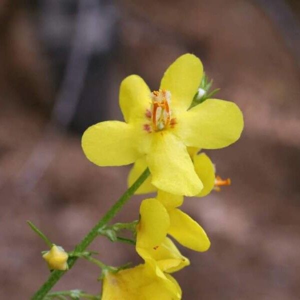 Verbascum humile