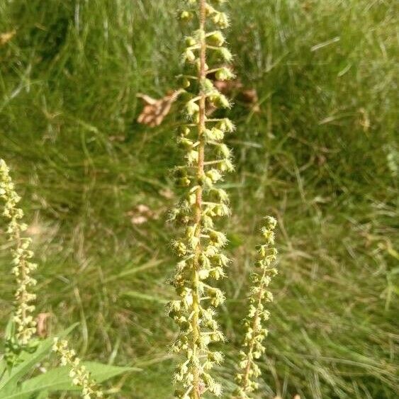 Ambrosia trifida Blüte