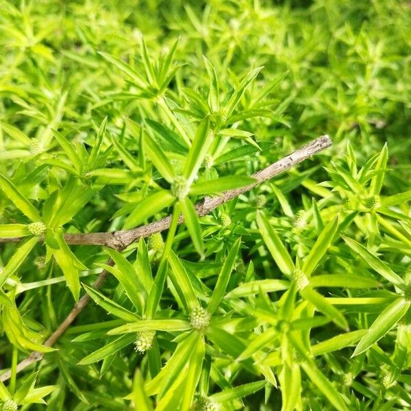 Eryngium foetidum पत्ता