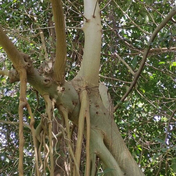 Ficus rubiginosa Casca