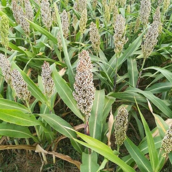 Sorghum bicolor Ліст