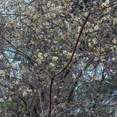 Chimonanthus praecox Staniste