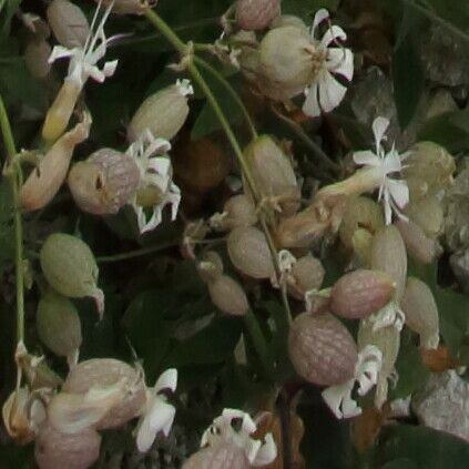 Silene vulgaris Fleur