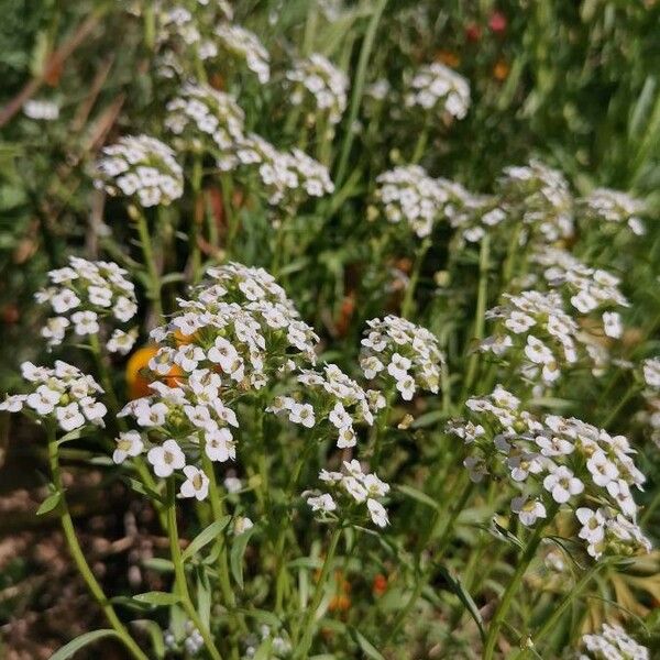 Lobularia maritima 花