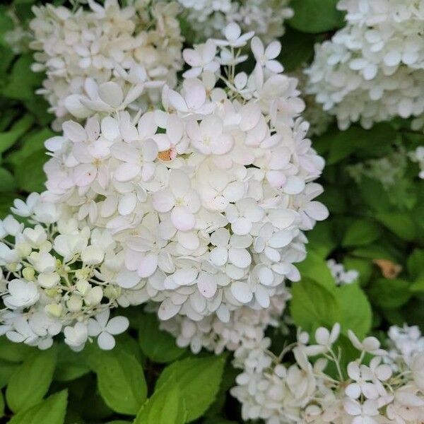 Hydrangea paniculata List