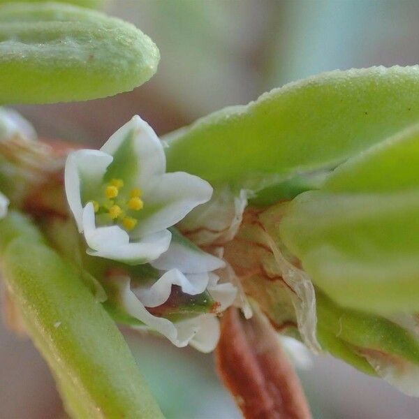 Polygonum maritimum Flor