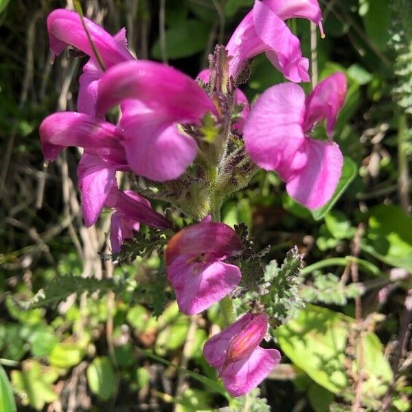 Pedicularis gyroflexa Flower