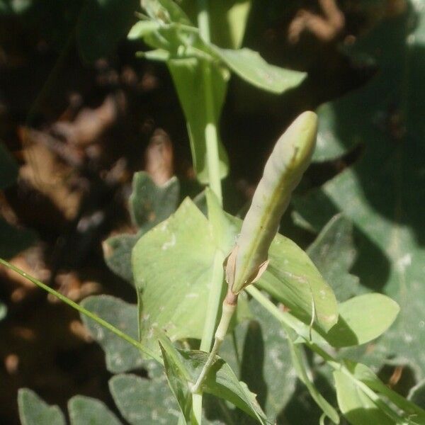 Lathyrus aphaca Плод