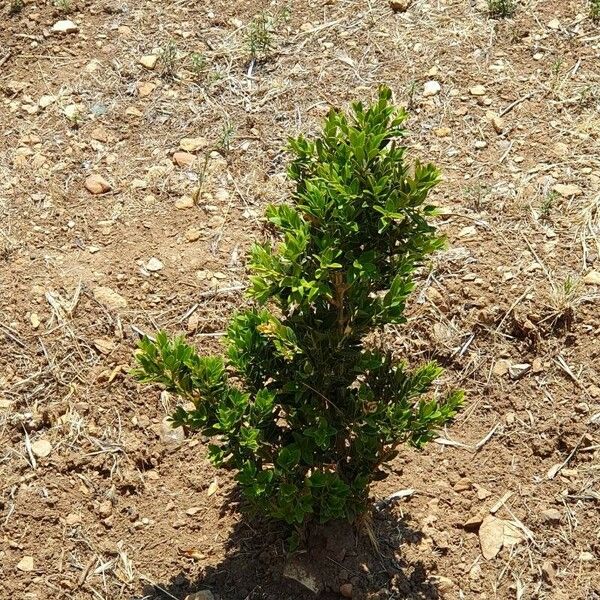 Buxus balearica Lehti