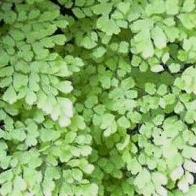 Adiantum raddianum Лист