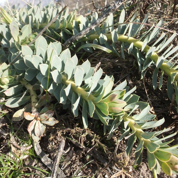 Euphorbia myrsinites Hàbitat