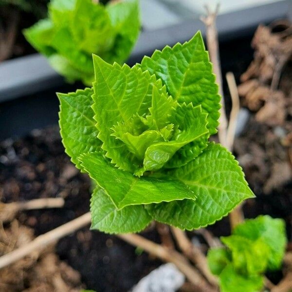 Hydrangea macrophylla Blad