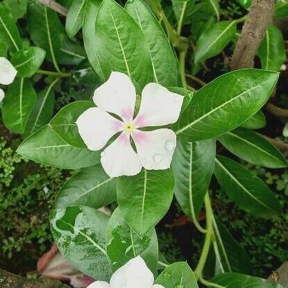 Catharanthus roseus ফুল