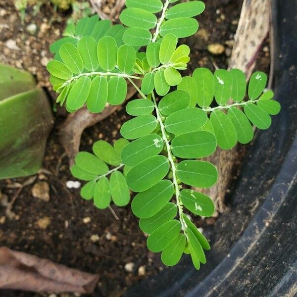 Phyllanthus niruri Blad