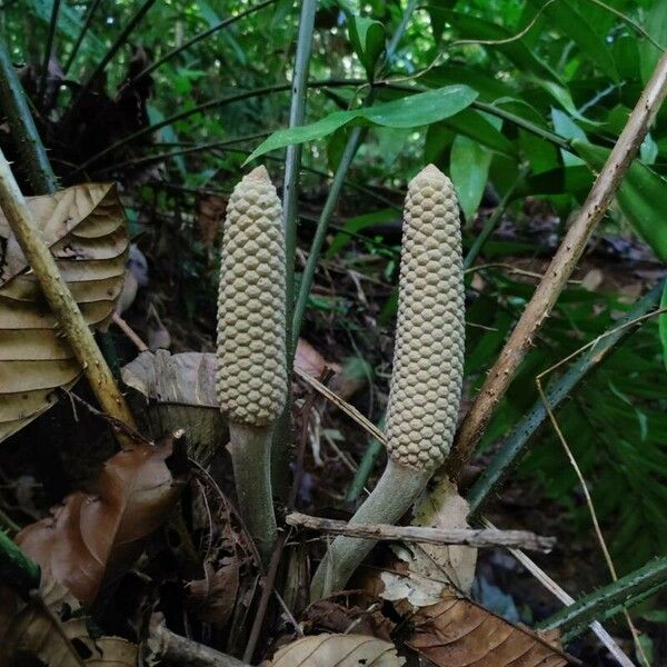 Zamia fairchildiana Vrucht