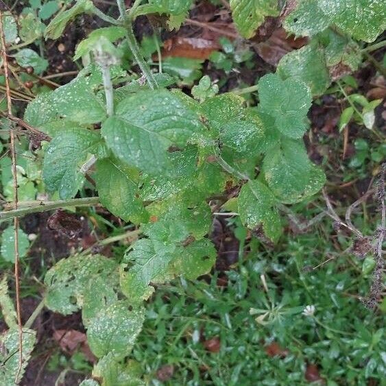 Mentha × rotundifolia Лист