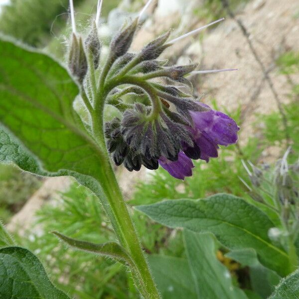 Symphytum officinale Blomma