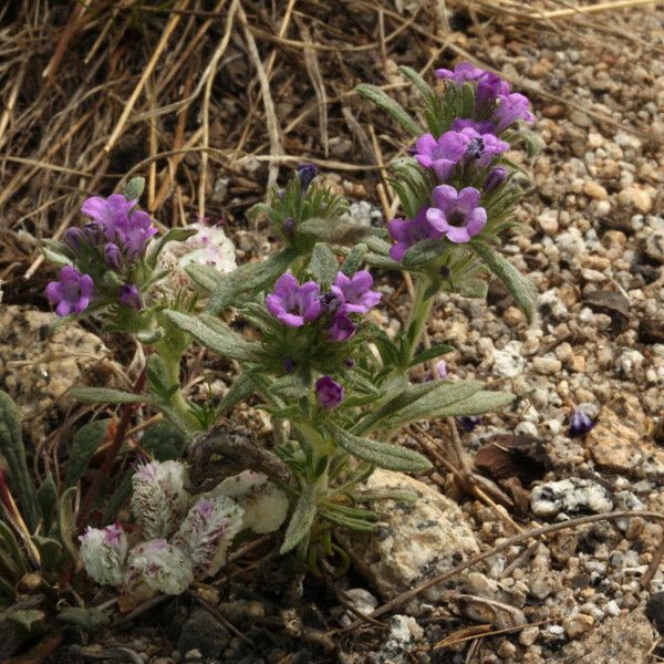 Nama lobbii (Lobb's fiddleleaf)