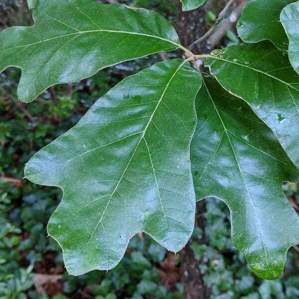 Quercus velutina Leaf