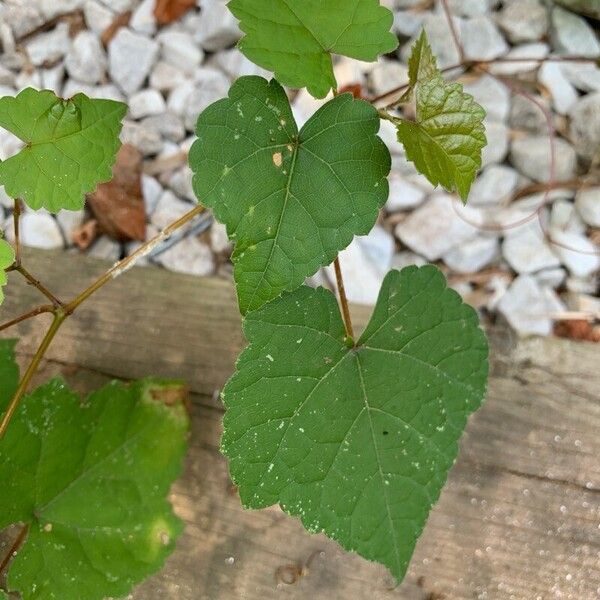 Vitis rotundifolia Leaf