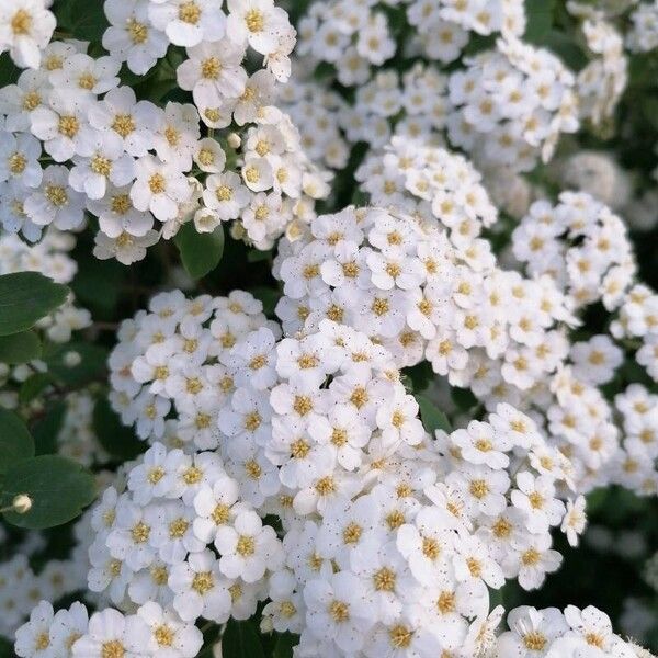 Spiraea chamaedryfolia फूल