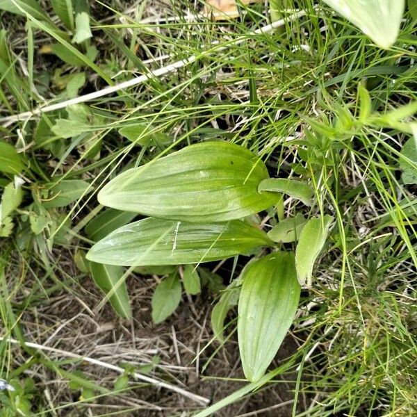 Allium victorialis Leaf