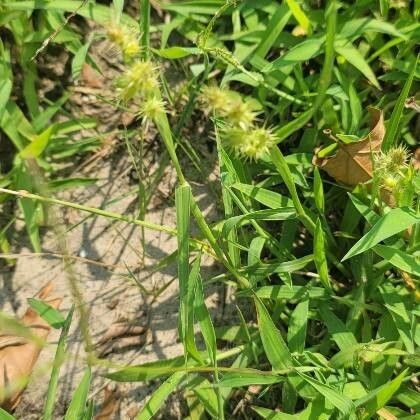 Cenchrus echinatus Flower