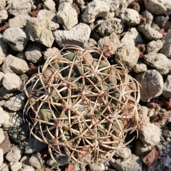 Echinocactus horizonthalonius List