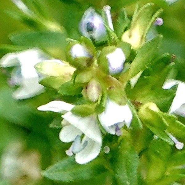 Veronica serpyllifolia Кветка