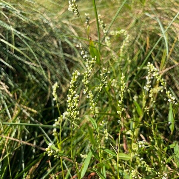 Persicaria punctata Flor