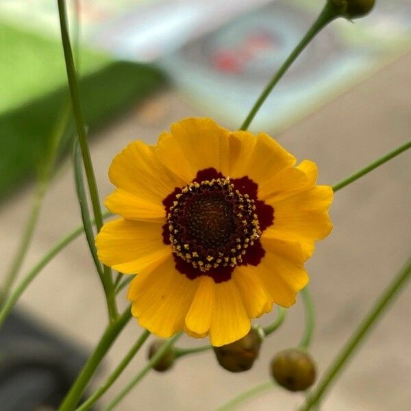 Coreopsis basalis Flower