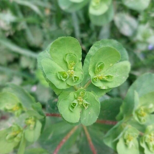 Euphorbia helioscopia 花