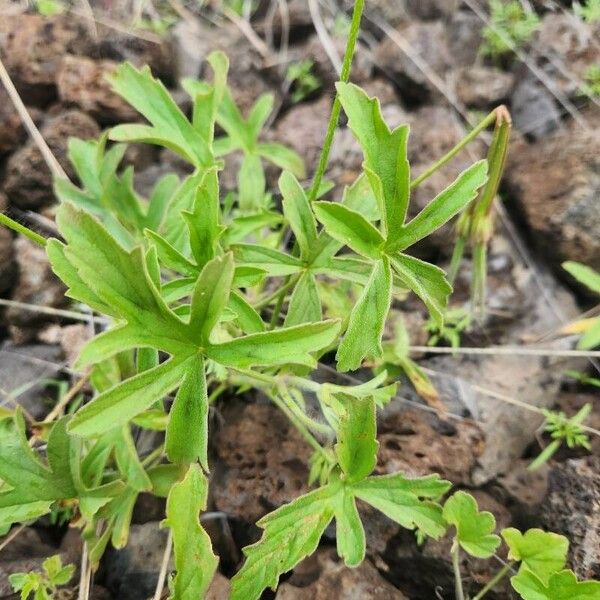 Pelargonium quinquelobatum ᱥᱟᱠᱟᱢ