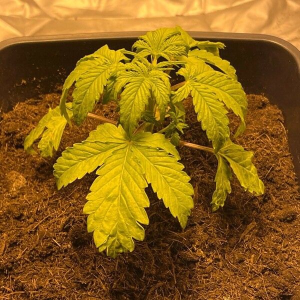 Hibiscus cannabinus Folha