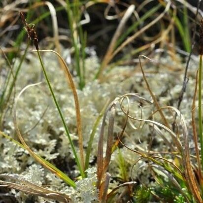 Carex rupestris Habit