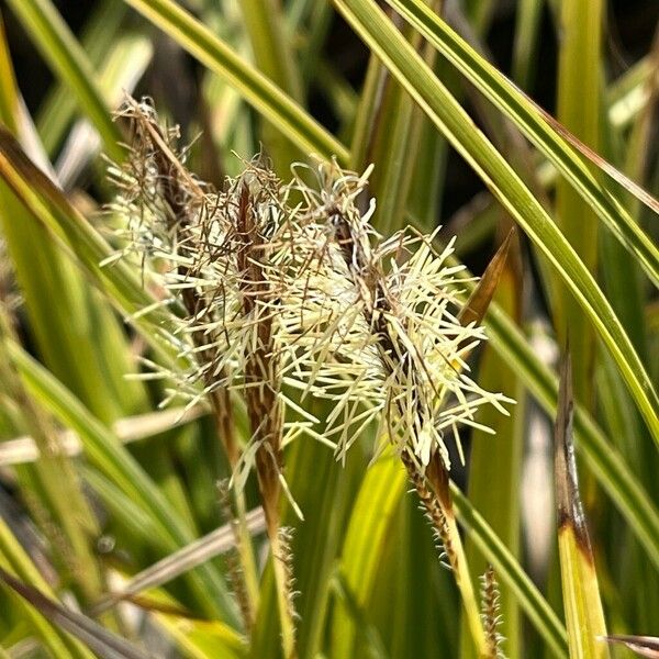 Carex morrowii Flower