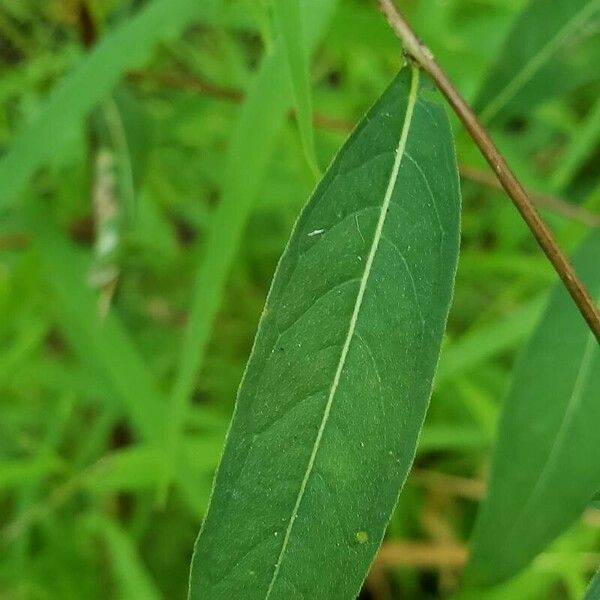 Ludwigia alternifolia Frunză