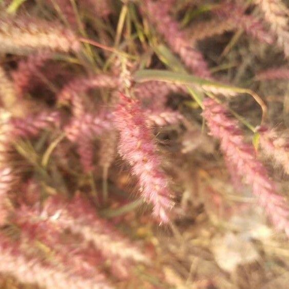 Pennisetum pedicellatum Flor