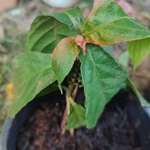 Pachystachys coccinea Liść