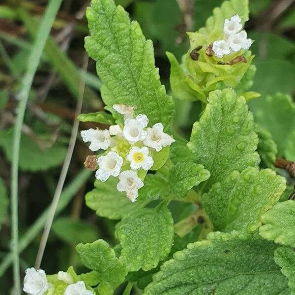 Lippia javanica Kwiat