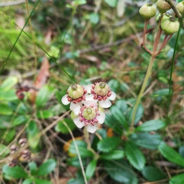 Chimaphila umbellata 花