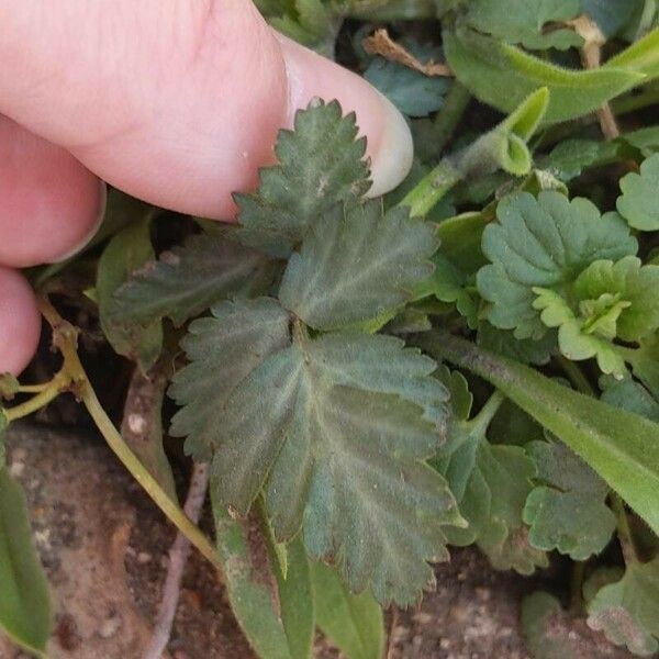 Geum canadense Frunză